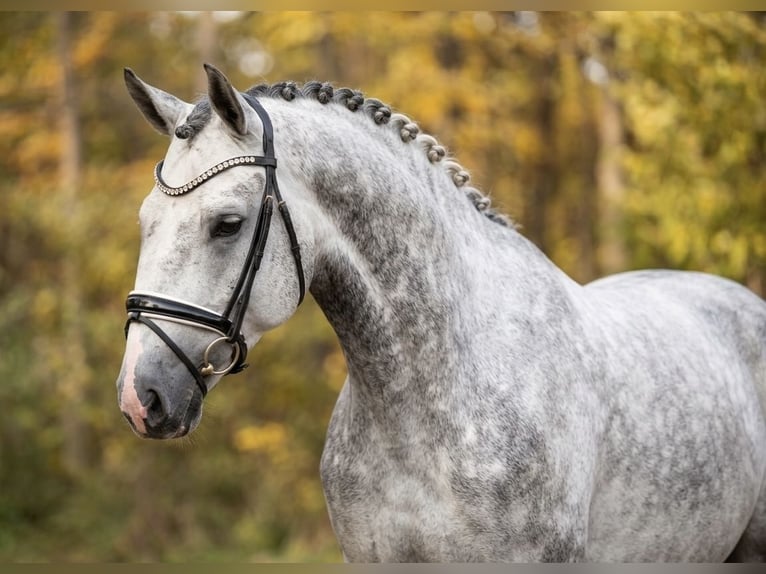 Lipizzanos Caballo castrado 8 años 165 cm Tordo in Budapest