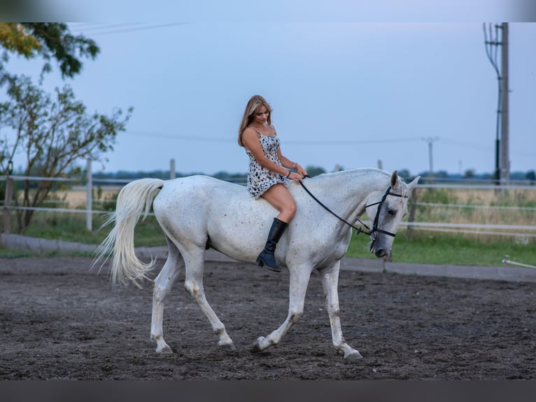 Lipizzanos Mestizo Caballo castrado 8 años 167 cm Tordo picazo in Šamorín