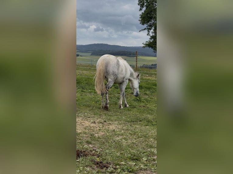 Lipizzanos Mestizo Caballo castrado 9 años 148 cm Tordo rodado in Blankenheim