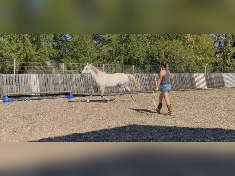 Lipizzanos Mestizo Caballo castrado 9 años 150 cm Tordo rodado in Blankenheim
