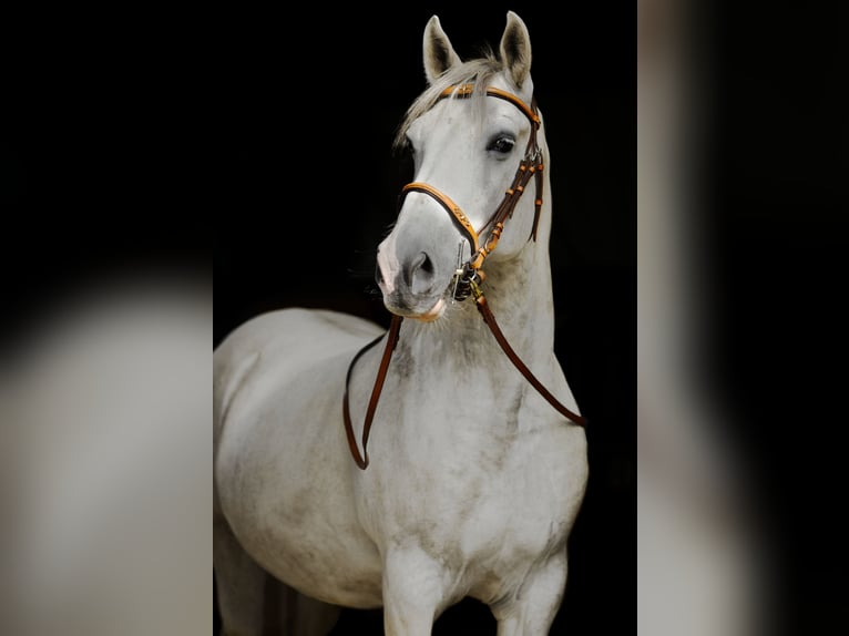 Lipizzanos Mestizo Caballo castrado 9 años 152 cm Tordo in Wenzendorf