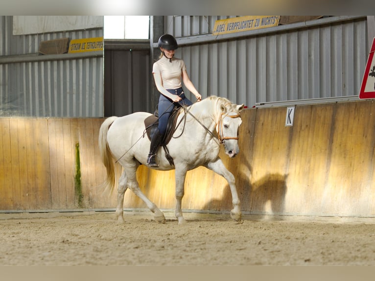 Lipizzanos Mestizo Caballo castrado 9 años 152 cm Tordo in Wenzendorf
