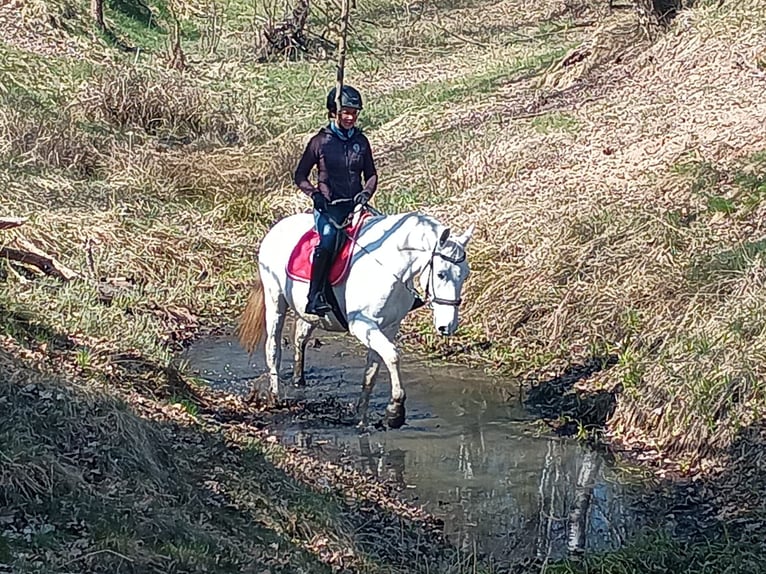Lipizzanos Caballo castrado 9 años 158 cm Tordo in Gorlitz