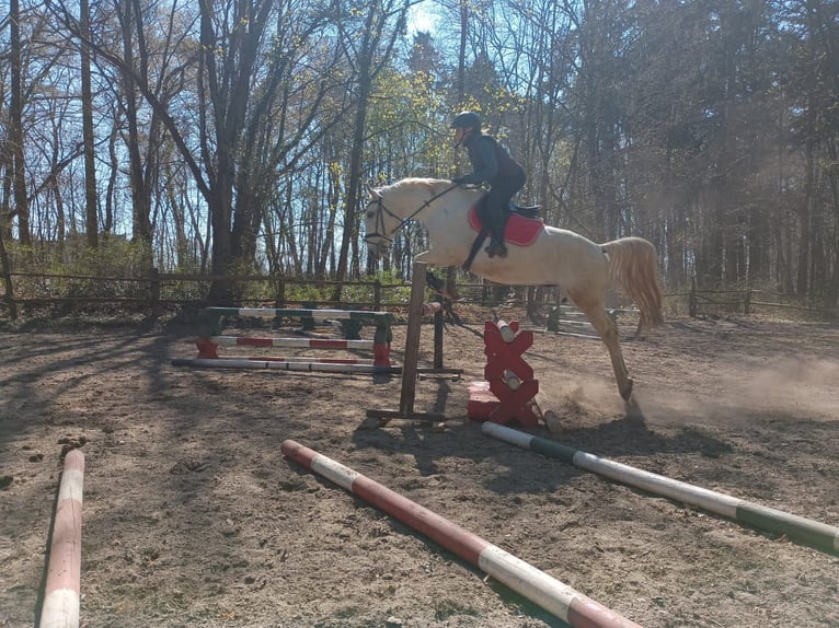 Lipizzanos Caballo castrado 9 años 158 cm Tordo in Görlitz