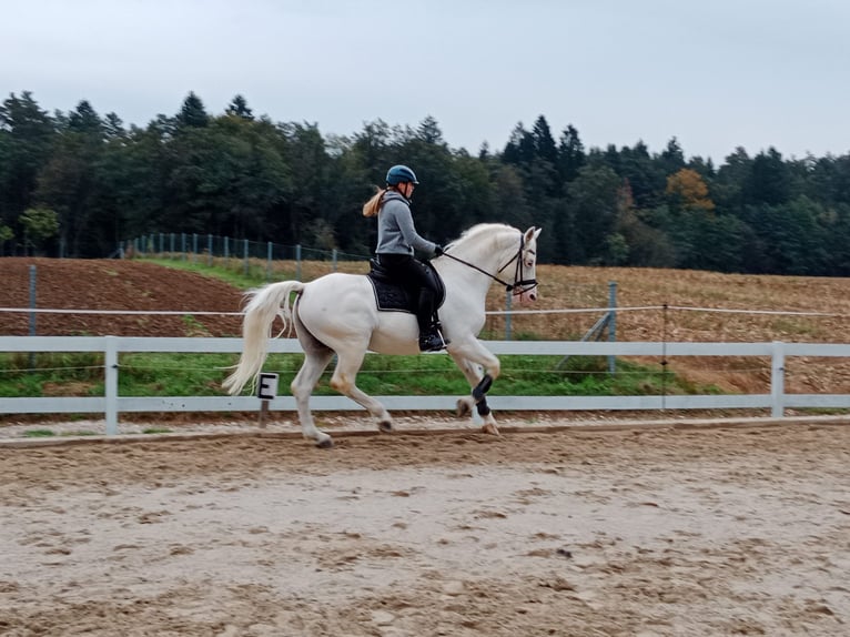 Lipizzanos Semental 14 años 158 cm Tordo in Ferlach