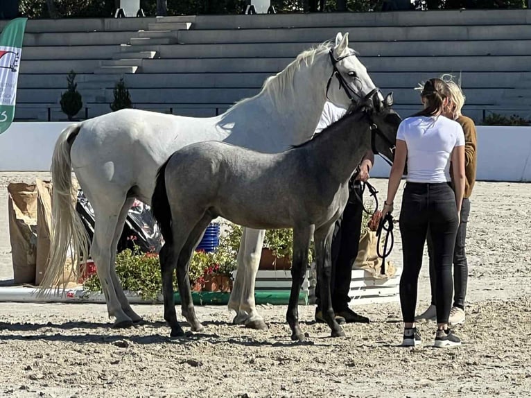 Lipizzanos Semental 1 año 145 cm Tordo in Jurovski Dol