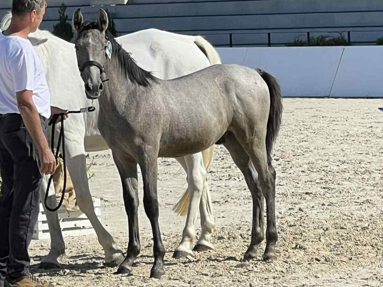 Lipizzanos Semental 1 año 145 cm Tordo in Jurovski Dol