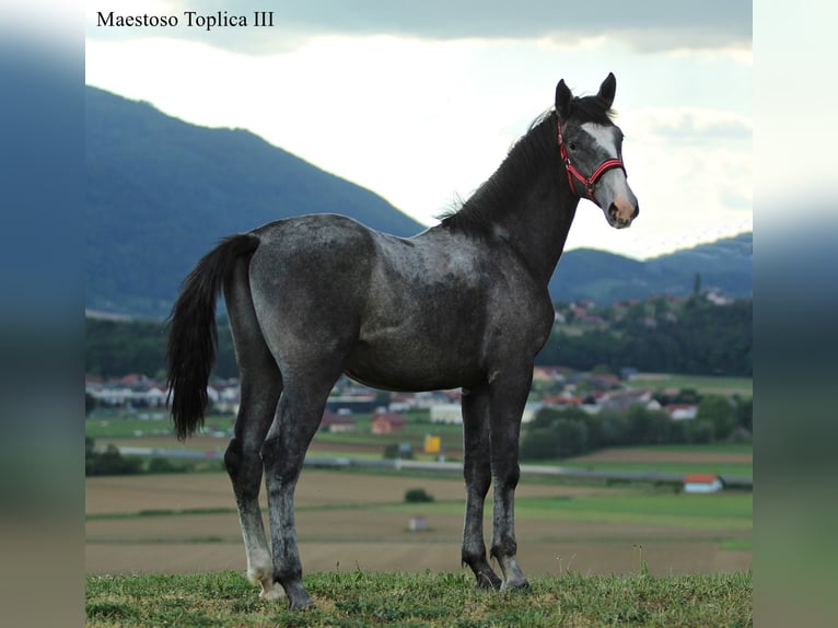 Lipizzanos Semental 1 año 160 cm Tordo rodado in Slovenske Konjice