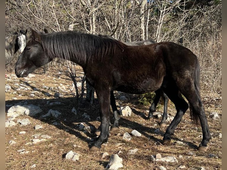 Lipizzanos Semental 2 años 151 cm Negro in Kozina