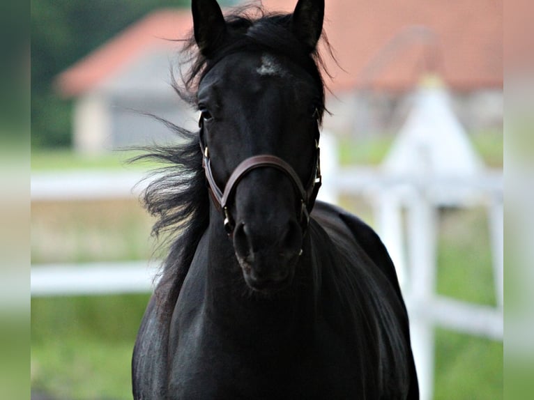 Lipizzanos Semental 2 años 159 cm Negro in Trnovska Vas