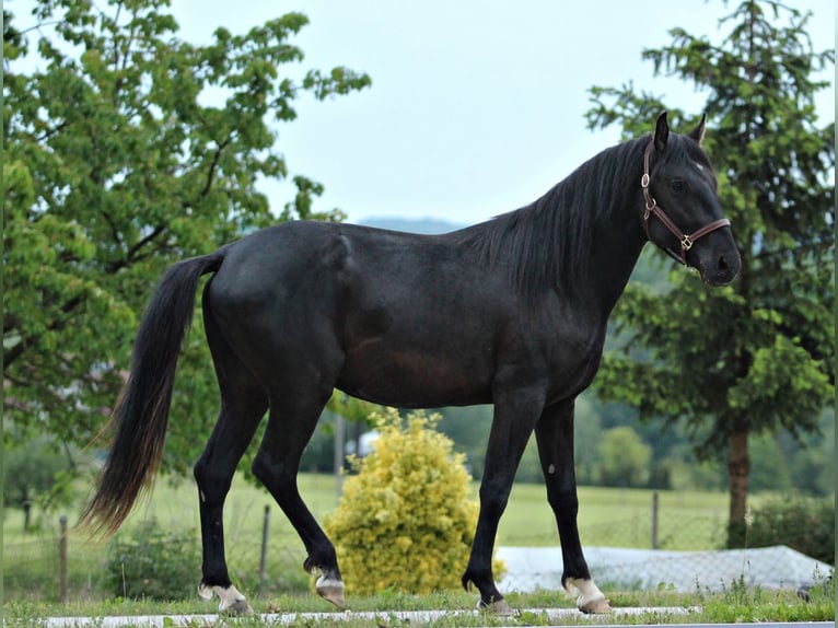 Lipizzanos Semental 2 años 159 cm Negro in Trnovska Vas