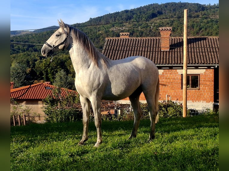 Lipizzanos Semental 3 años 153 cm Tordo in Vremski Britof
