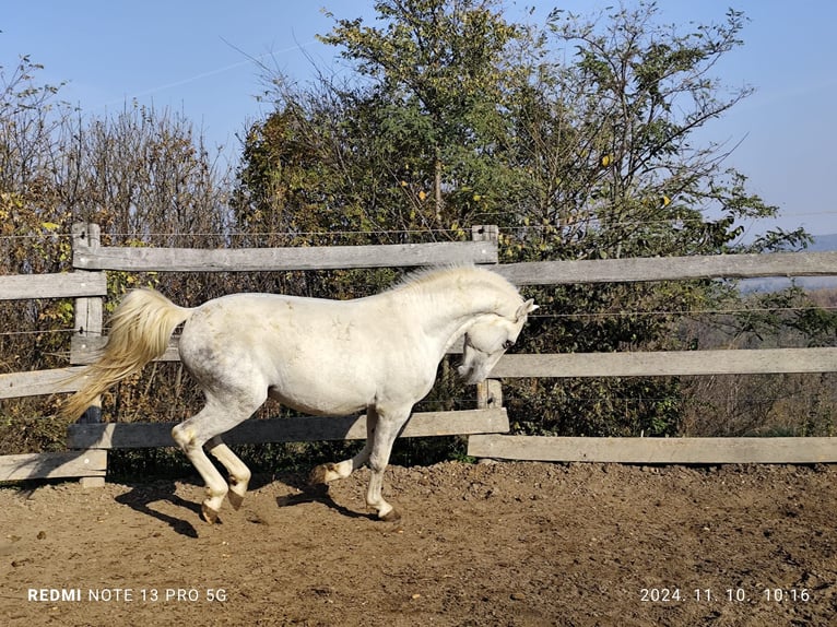 Lipizzanos Semental 3 años 165 cm White/Blanco in Ravazd