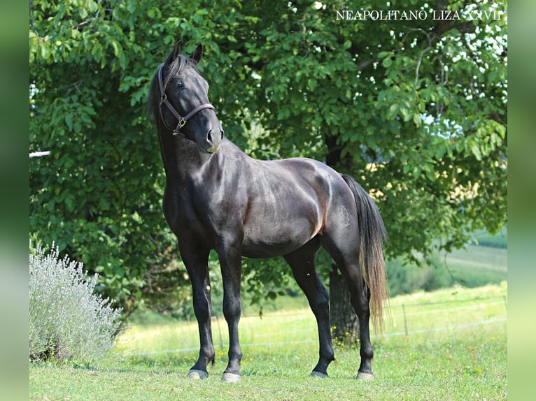 Lipizzanos Semental 4 años 160 cm Negro in Ptuj