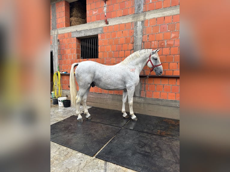 Lipizzanos Semental 7 años 156 cm White/Blanco in Đakovo
