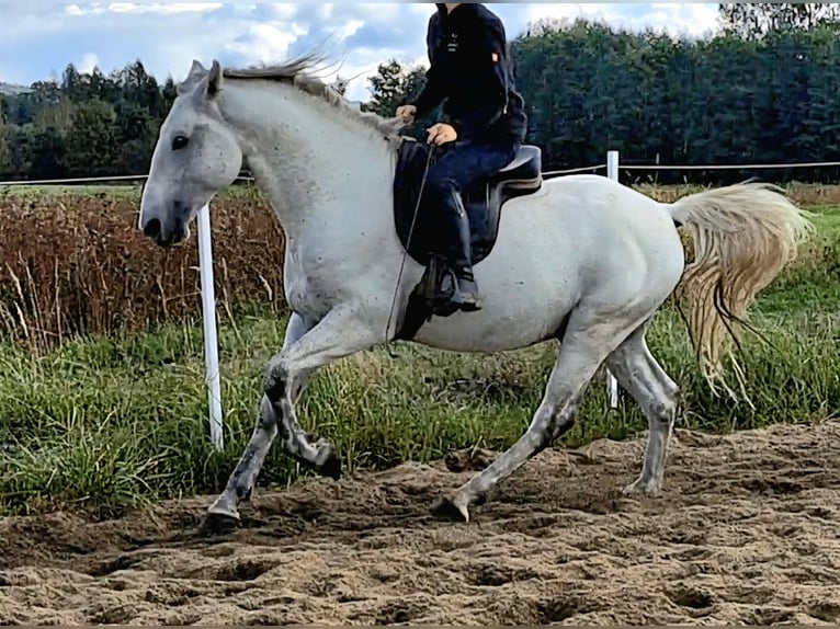Lipizzanos Semental 7 años 160 cm Tordo picazo in Bajdy