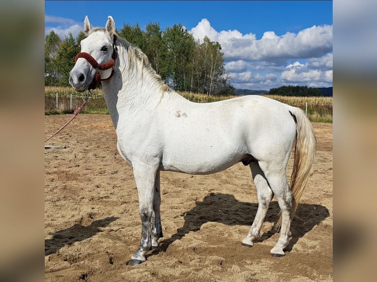 Lipizzanos Semental 7 años 160 cm Tordo picazo in Bajdy