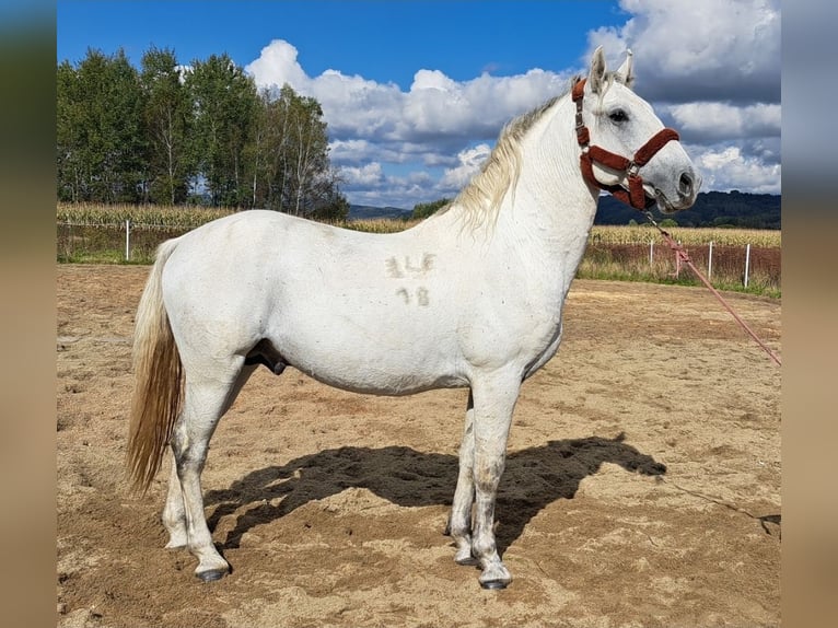 Lipizzanos Semental 7 años 160 cm Tordo picazo in Bajdy