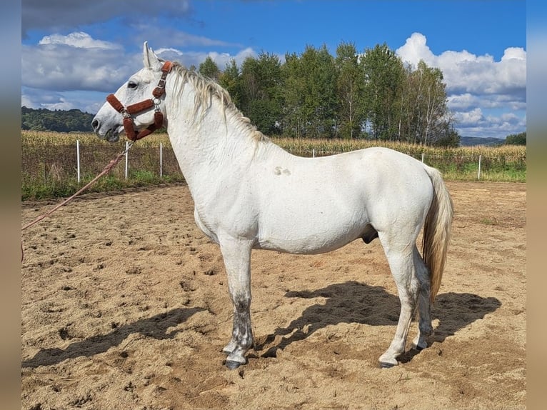 Lipizzanos Semental 7 años 160 cm Tordo picazo in Bajdy