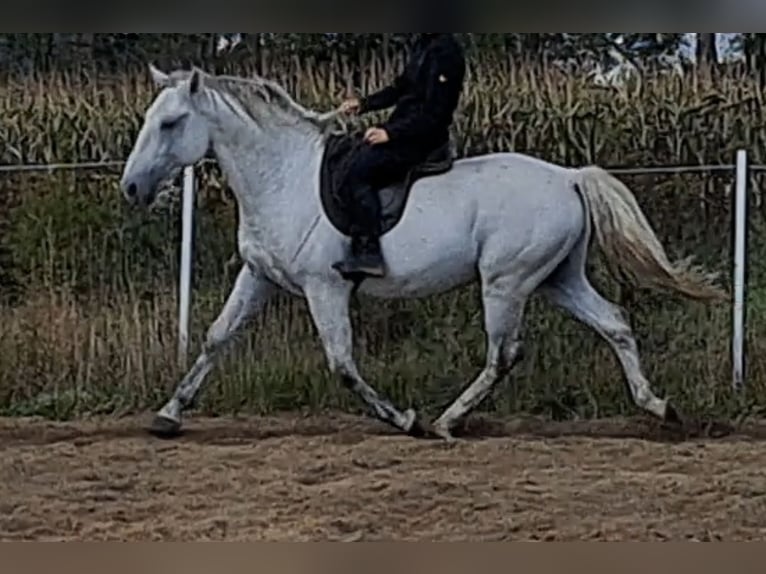 Lipizzanos Semental 7 años 160 cm Tordo picazo in Bajdy