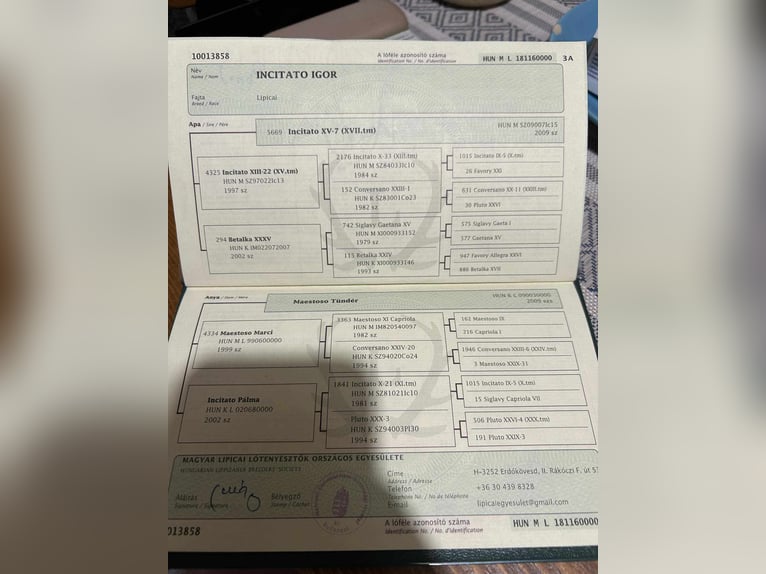 Lipizzanos Semental 8 años 172 cm Tordo in Berettyóújfalu Hajdú-Bihar megye