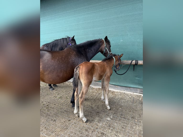 Lipizzanos Semental Potro (04/2026) 160 cm Castaño in Glanegg