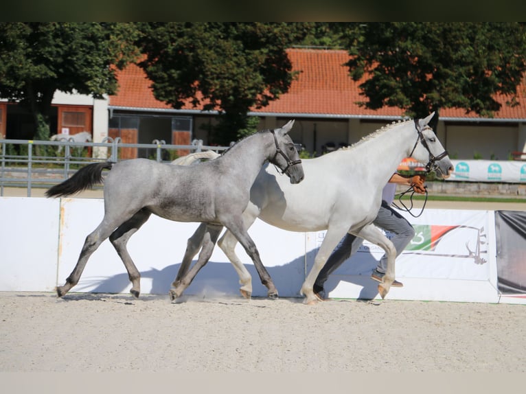 Lipizzanos Semental Potro (04/2026) 160 cm Tordo in Radovljica