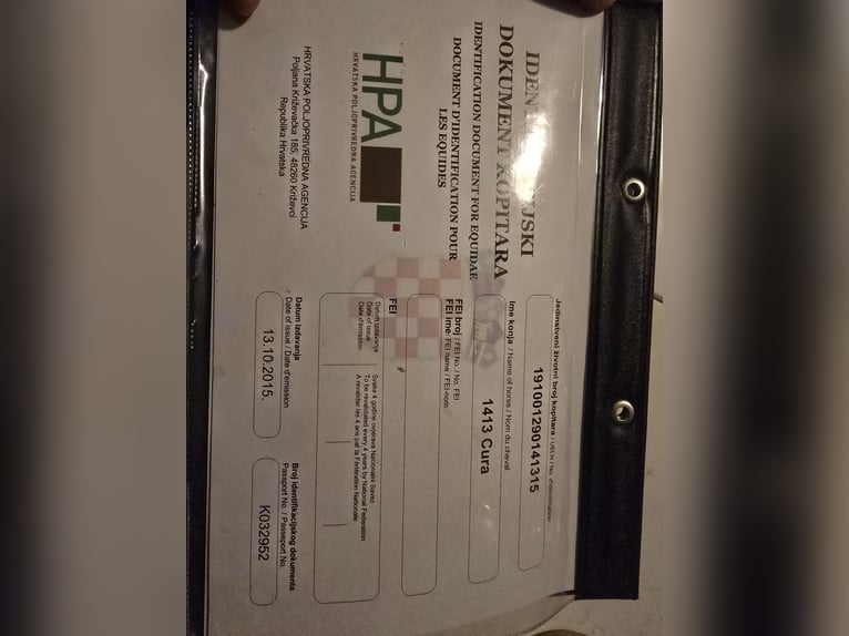 Lipizzanos Mestizo Yegua 10 años 160 cm Negro in &#x10C;epin