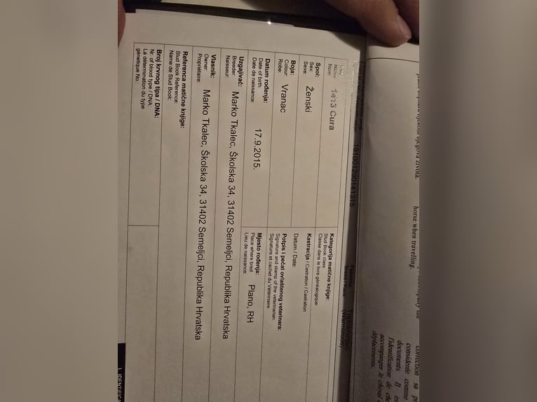 Lipizzanos Mestizo Yegua 10 años 160 cm Negro in &#x10C;epin