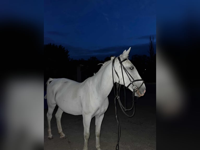 Lipizzanos Yegua 11 años 155 cm White/Blanco in Đala