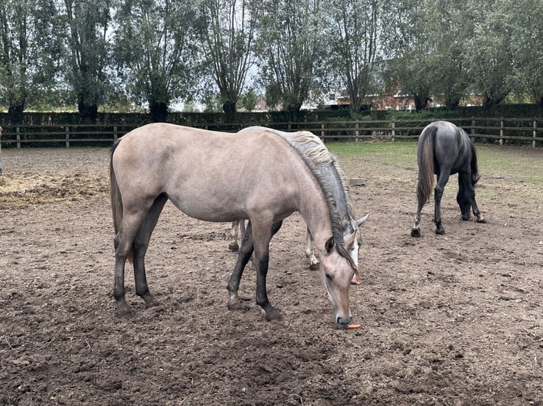 Lipizzanos Yegua 1 año 135 cm Tordo in HertsbergeRuddervoorde
