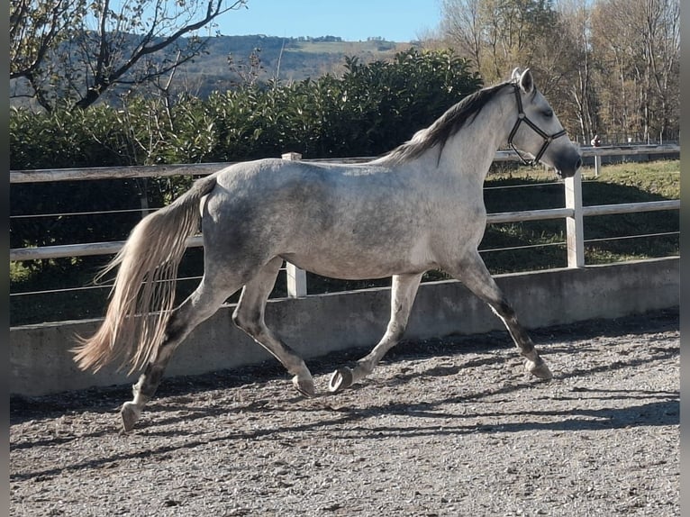 Lipizzanos Yegua 3 años 159 cm Tordo in Ajdov&#x161;&#x10D;ina