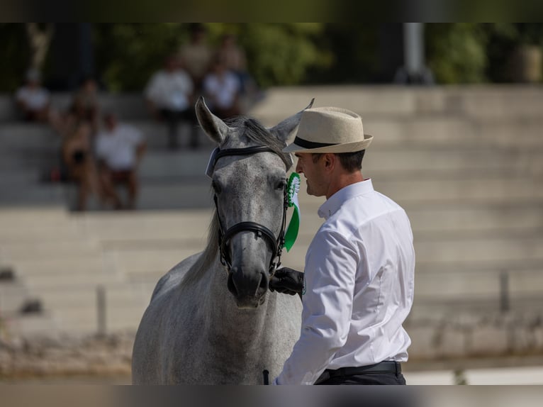 Lipizzanos Yegua 4 años 155 cm White/Blanco in Ajdovščina