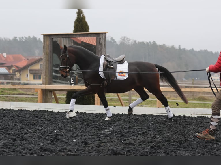 Lipizzanos Yegua 4 años 165 cm Castaño in St Marein bei Graz