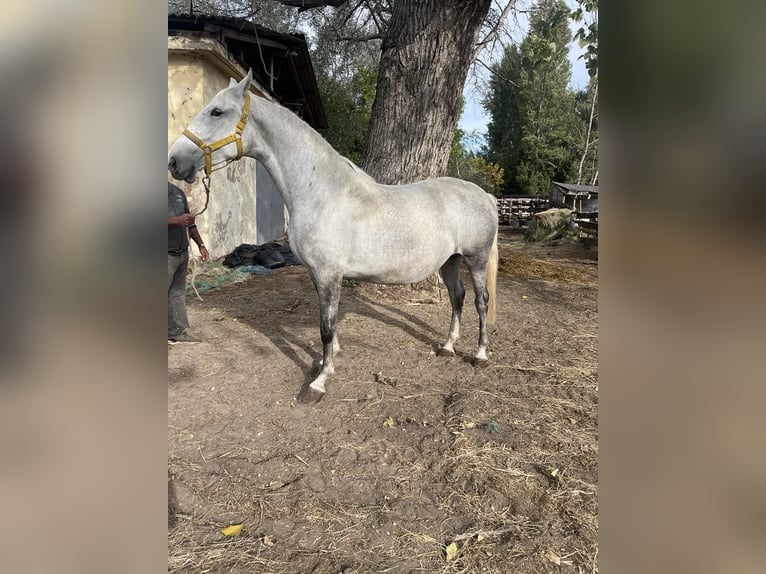 Lipizzanos Yegua 4 años 170 cm Tordo rodado in Kiskunhalas