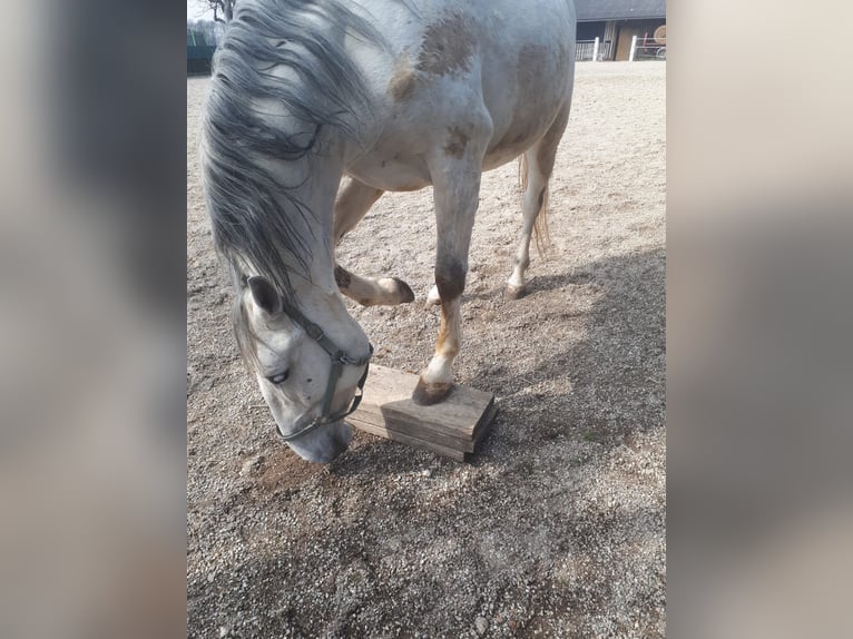 Lipizzanos Yegua 6 años 172 cm White/Blanco in Steyr