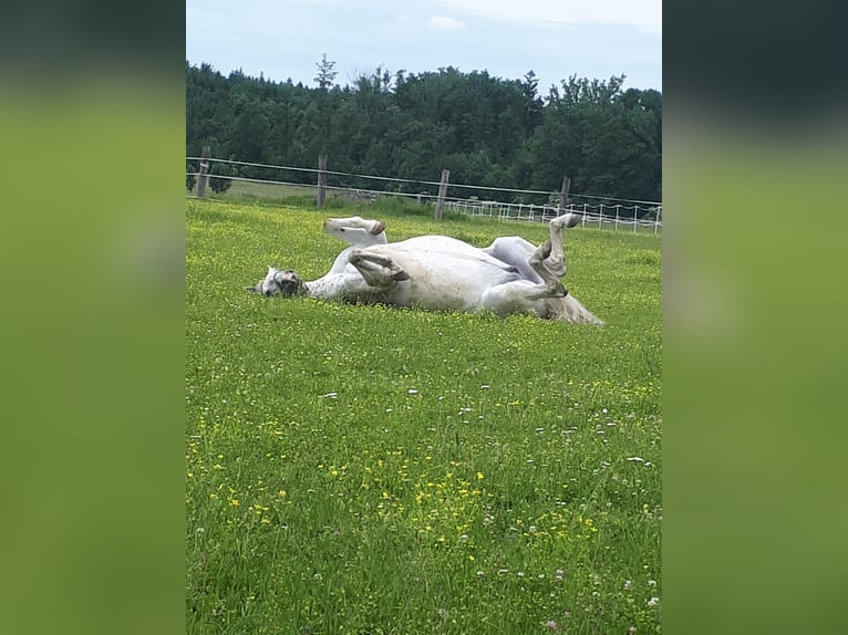 Lipizzanos Yegua 6 años 172 cm White/Blanco in Steyr