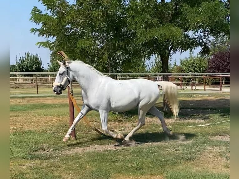 Lipizzanos Yegua 9 años 160 cm White/Blanco in Tass