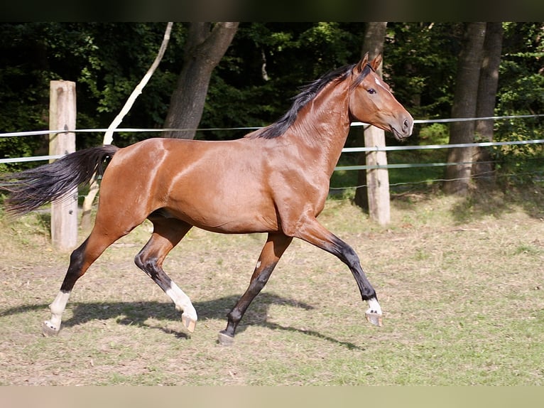 Liten tysk ridhäst Hingst 2 år 155 cm Brun in Winsen (Luhe)