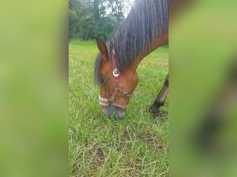 Liten tysk ridhäst Sto 1 år 134 cm Mörkbrun in Vreden