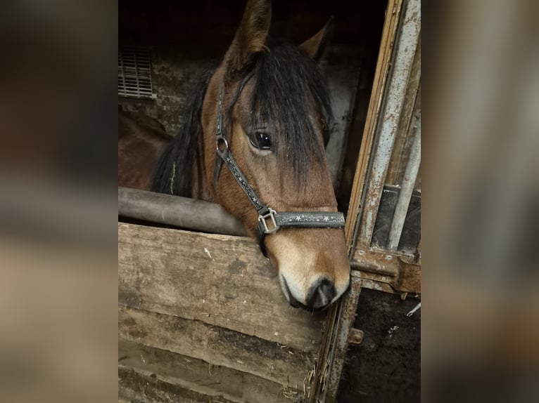 Liten tysk ridhäst Sto 1 år 134 cm Mörkbrun in Vreden