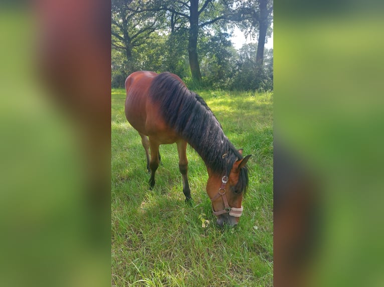 Liten tysk ridhäst Sto 1 år 134 cm Mörkbrun in Vreden