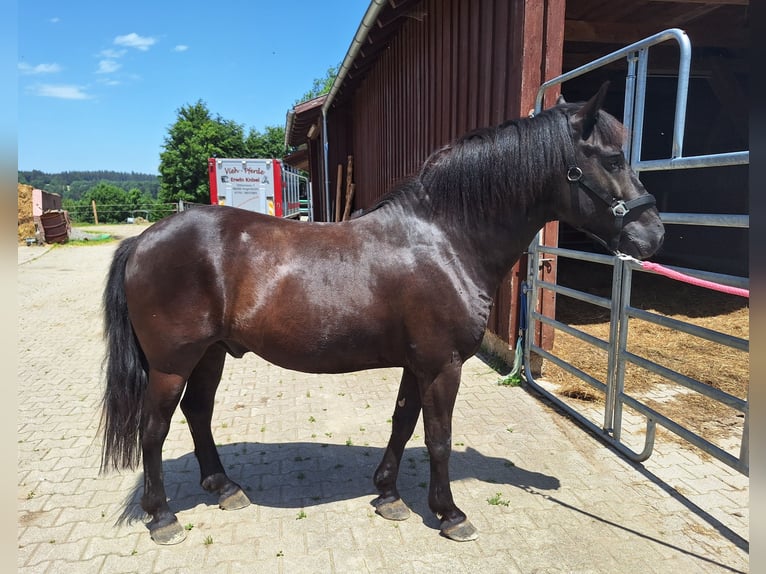 Liten tysk ridhäst Blandning Sto 6 år 150 cm Gråskimmel in Argenbühl