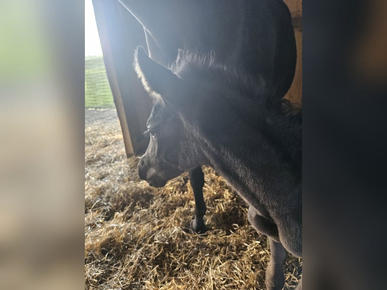 Liten tysk ridhäst Sto Föl (05/2024) 125 cm Svart in Niepars