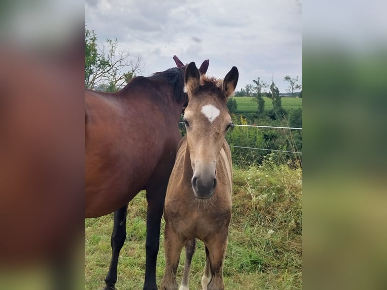 Liten tysk ridhäst Sto Föl (05/2024) 158 cm Gulbrun in Querfurt