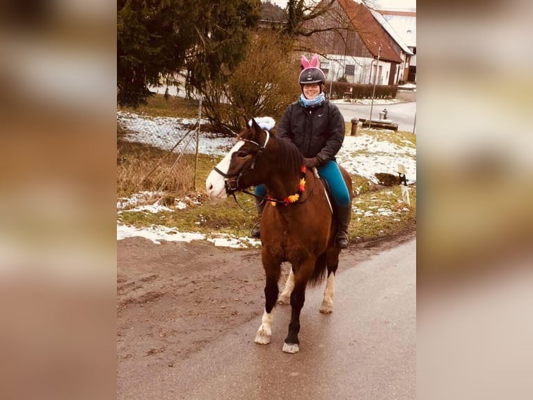 Liten tysk ridhäst Blandning Valack 17 år 162 cm Brun in Wörnitz