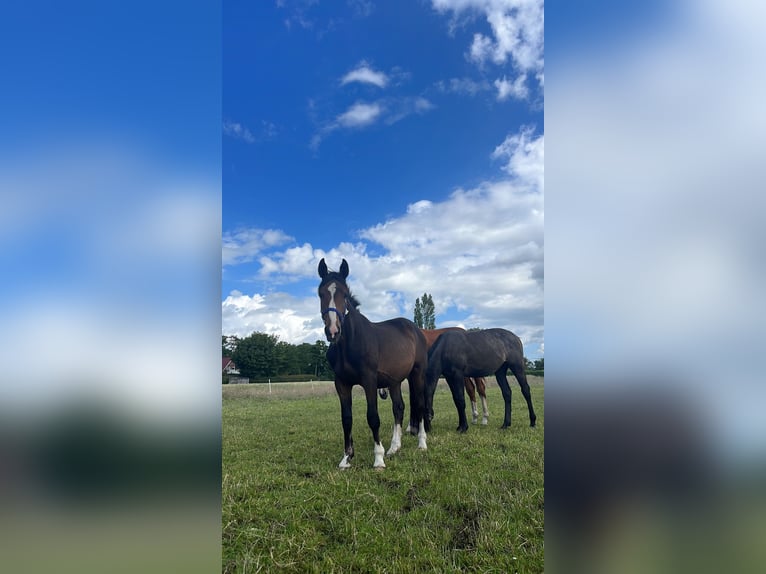 Liten tysk ridhäst Valack 2 år 150 cm Svart in Wentorf