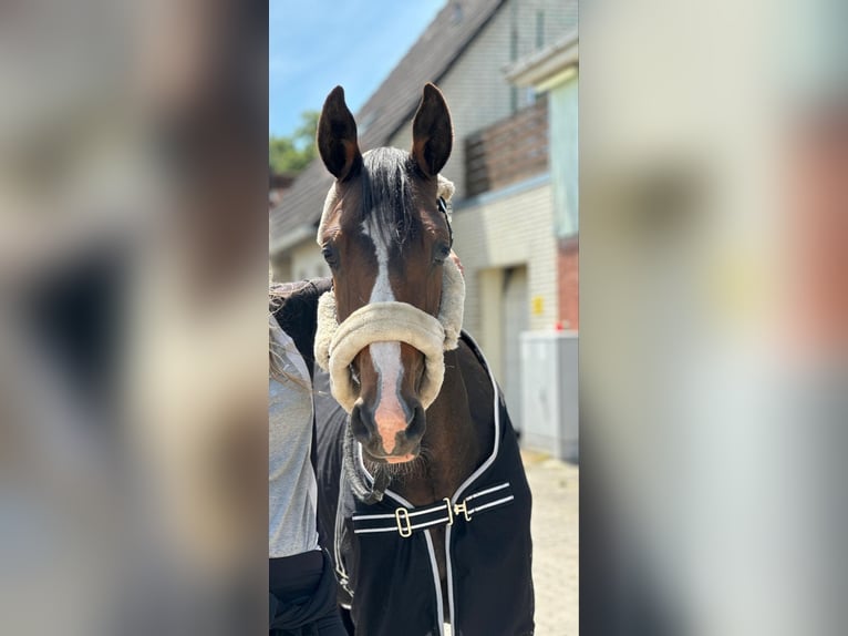 Liten tysk ridhäst Valack 2 år 150 cm Svart in Wentorf