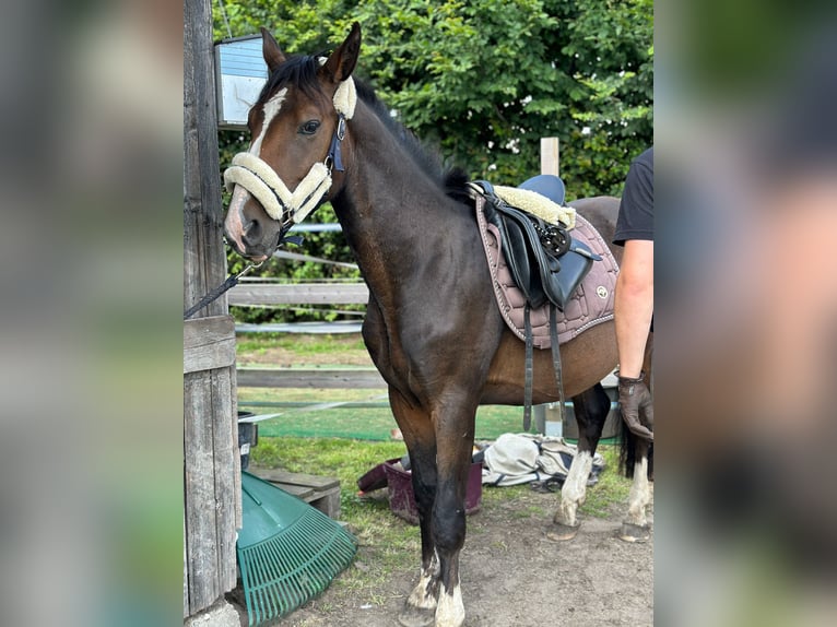 Liten tysk ridhäst Valack 2 år 150 cm Svart in Wentorf