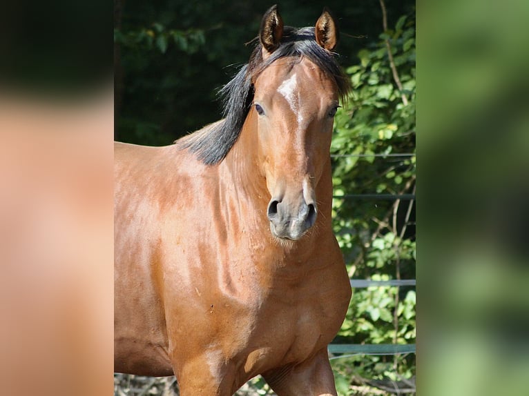 Liten tysk ridhäst Valack 2 år 155 cm Brun in Winsen (Luhe)